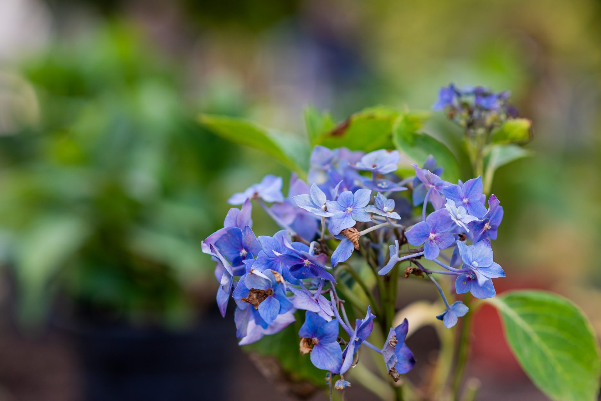 Picture of a flower