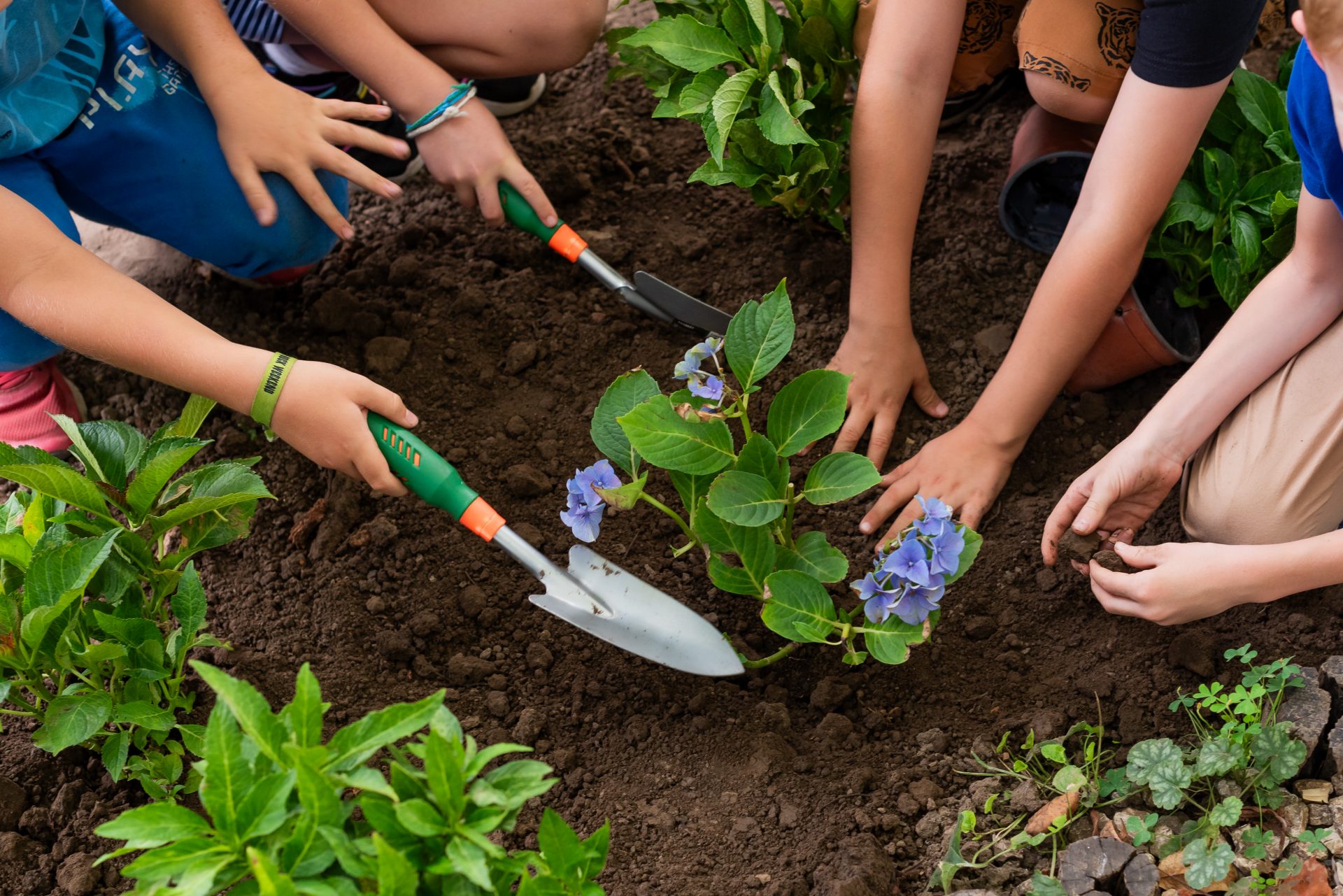 Hands and a shovel while planting a flower