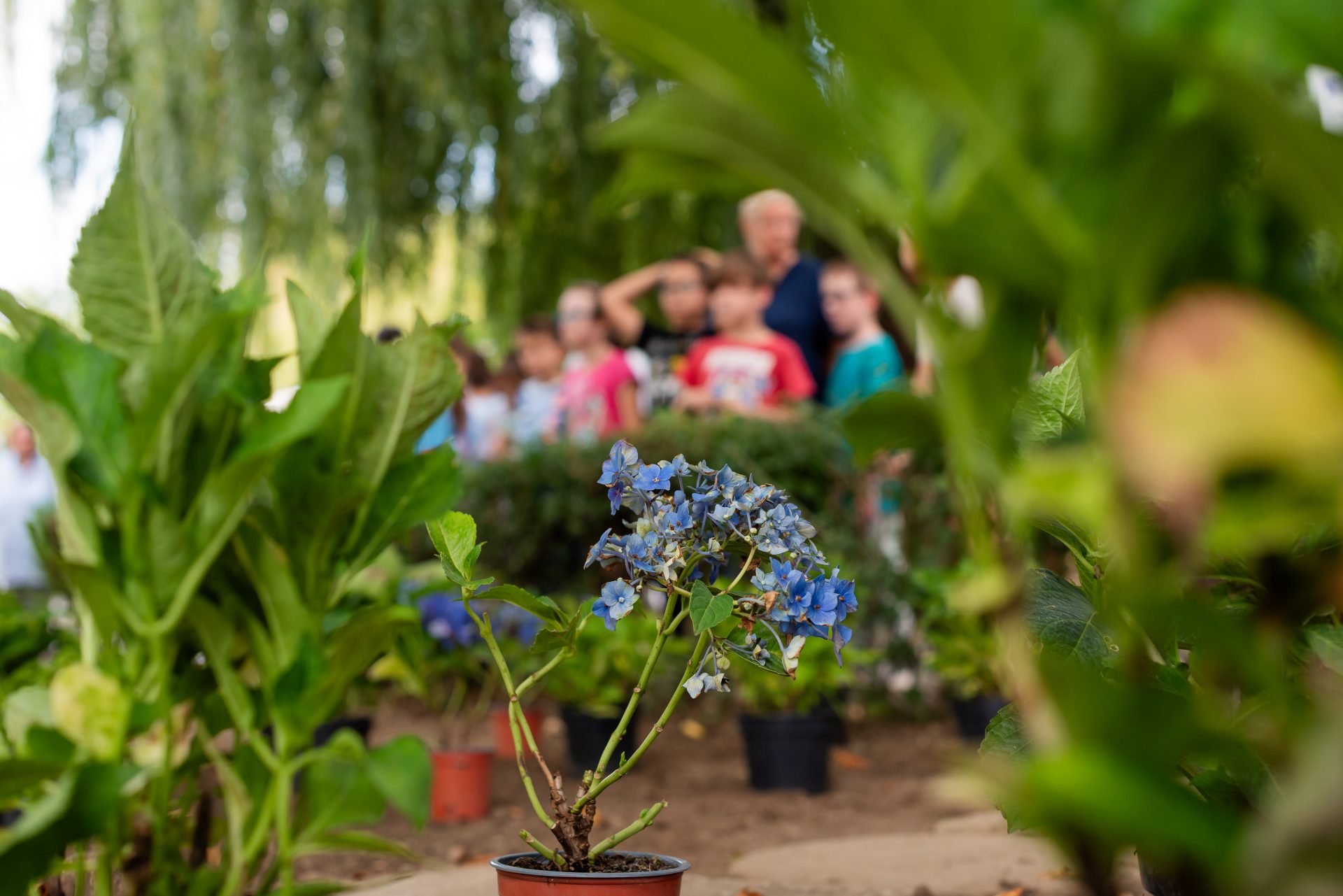 A group of people looking at the flowers