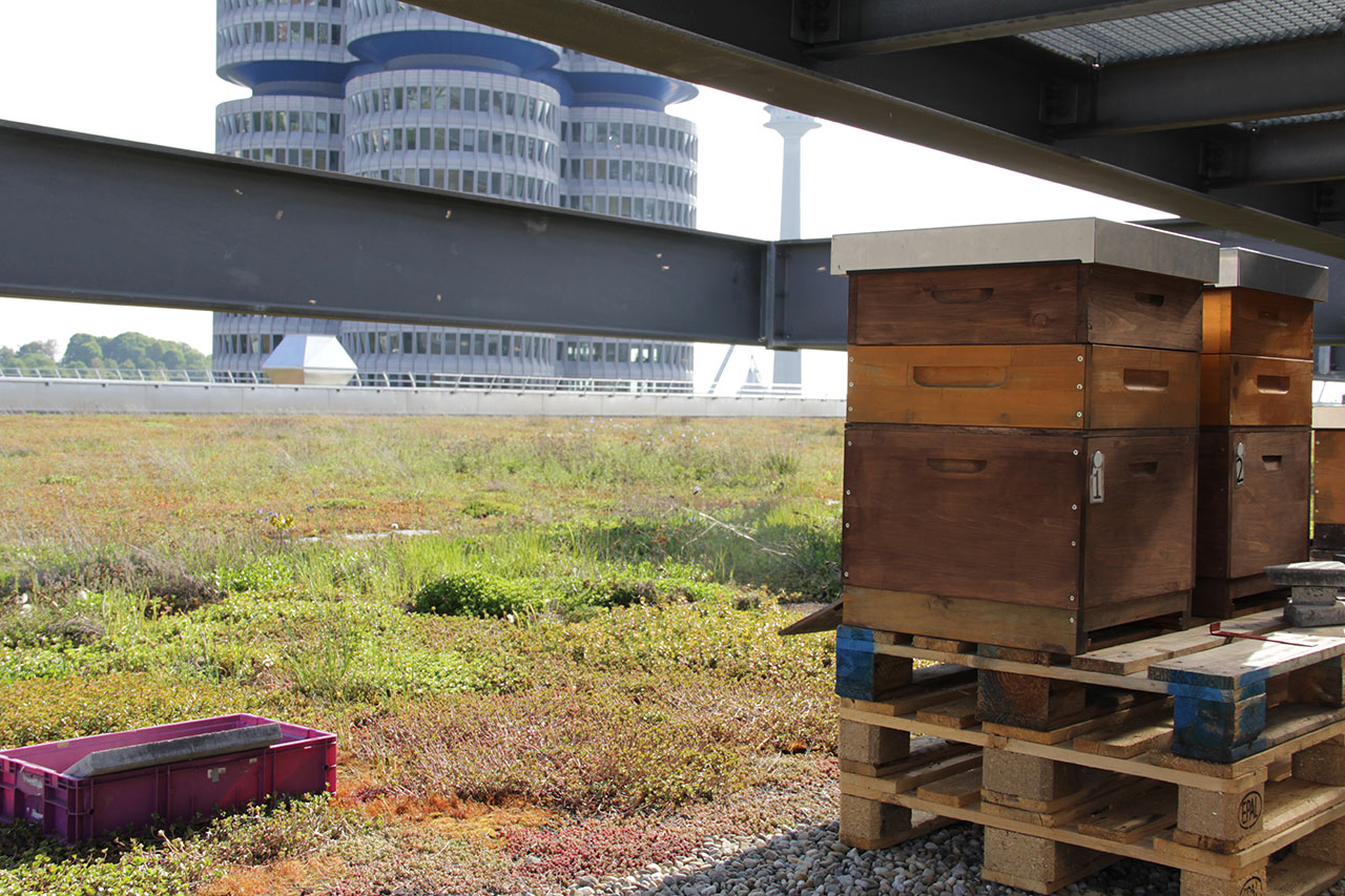 Bienenstock auf dem BMW Werksdach