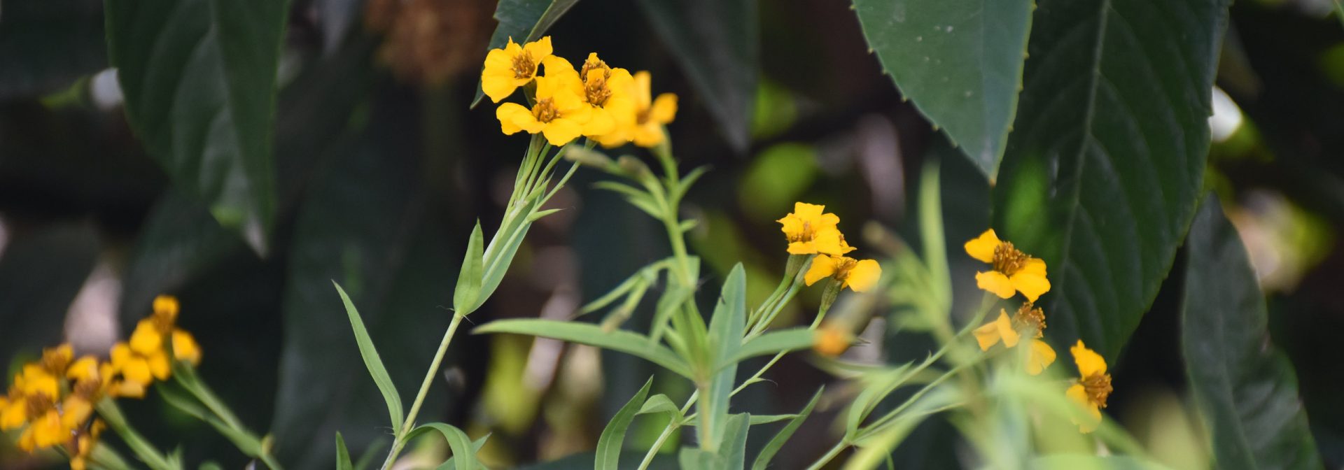 Bright yellow flowers in BMW Plant Spartanburg butterfly garden.