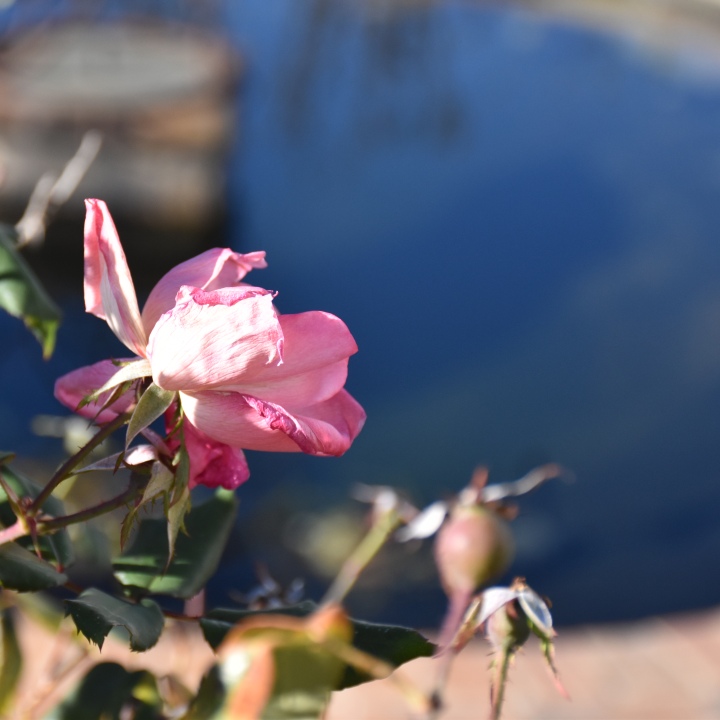 Pink rose bushes in the butterfly garden located on the plant site. 