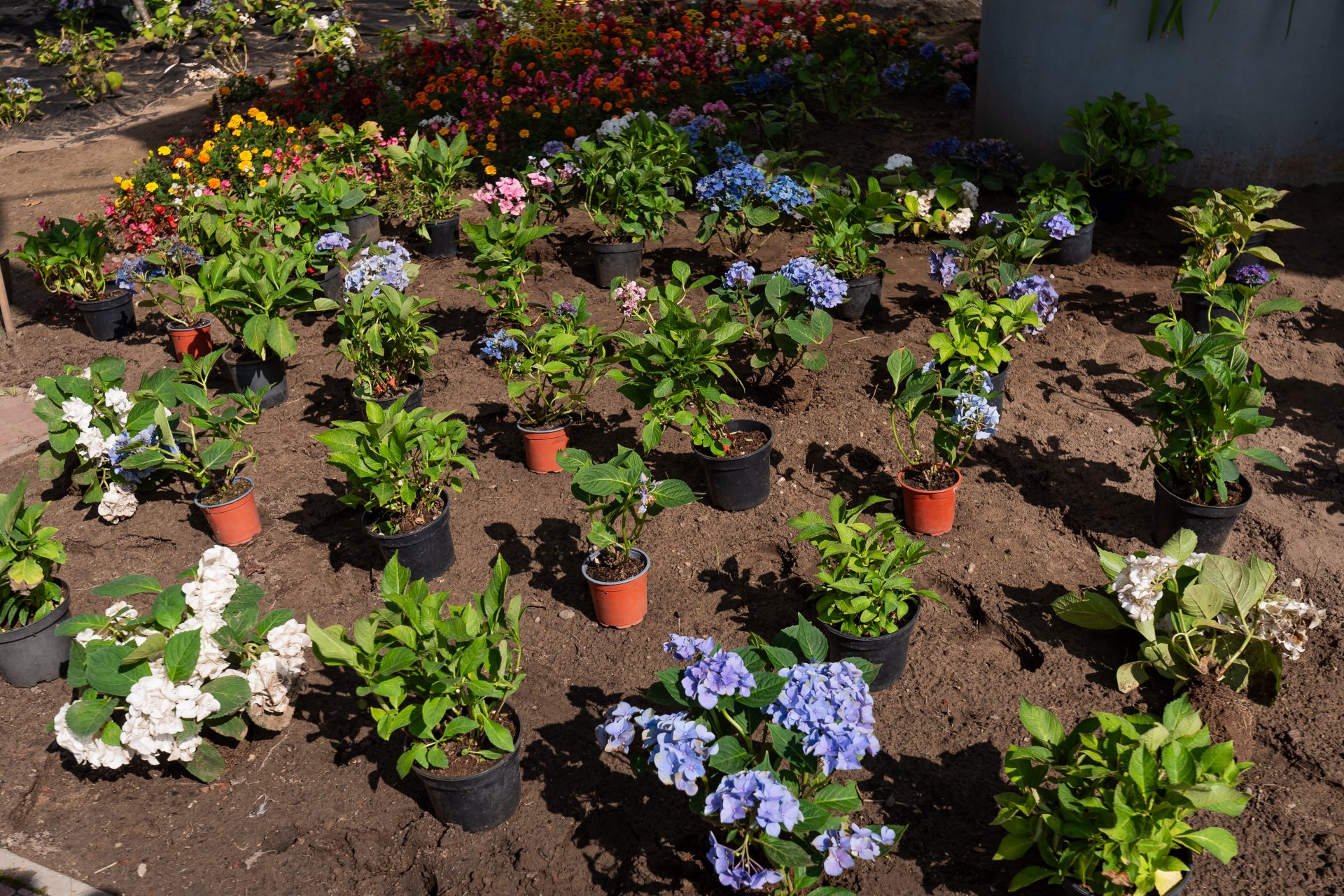 Flowers that are about to be planted