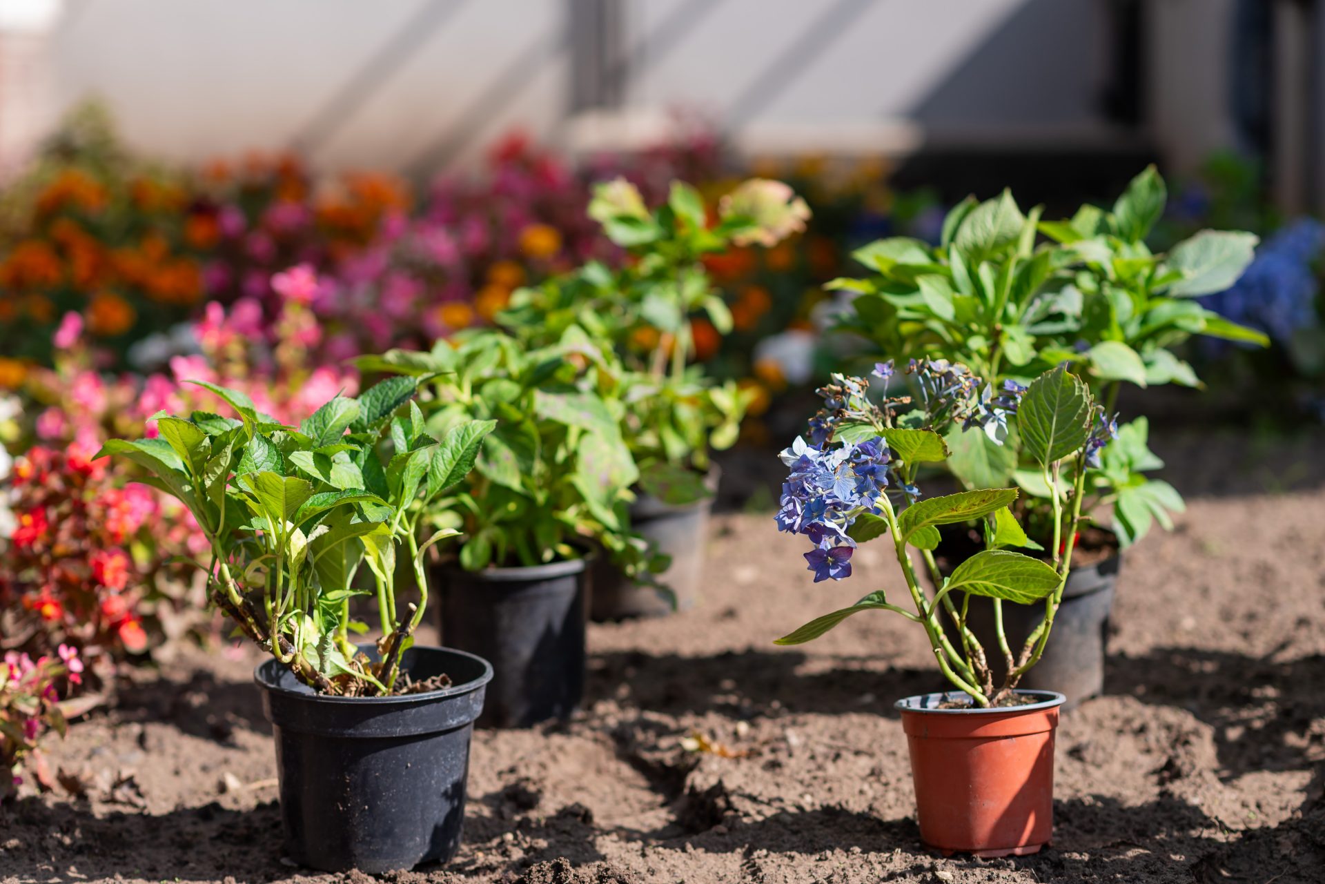 Flowers that are about to be planted