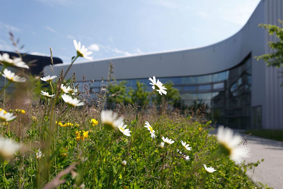A field of white flowers in front of a building, creating a calm and harmonious atmosphere.