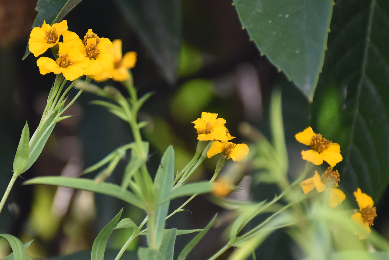 Bright yellow flowers in BMW Plant Spartanburg butterfly garden.